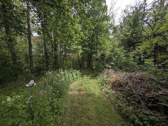 74 Ellis Rd, Southbridge, MA 01550 - view of woods