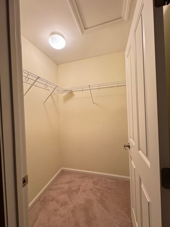 walk in closet featuring carpet floors