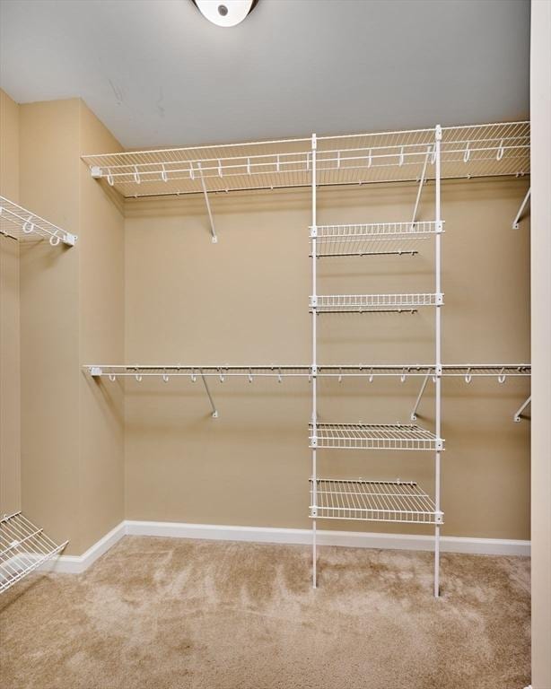 walk in closet featuring carpet