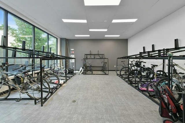 50 Leo M Birmingham Pkwy Unit 509, Boston, MA 02135 - gym with carpet floors