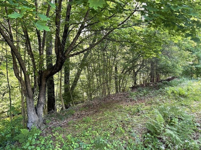 127 Depot Rd, Boxford, MA 01921 - view of woods