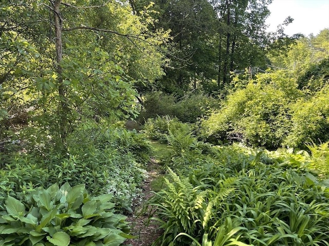 127 Depot Rd, Boxford, MA 01921 - view of undeveloped land