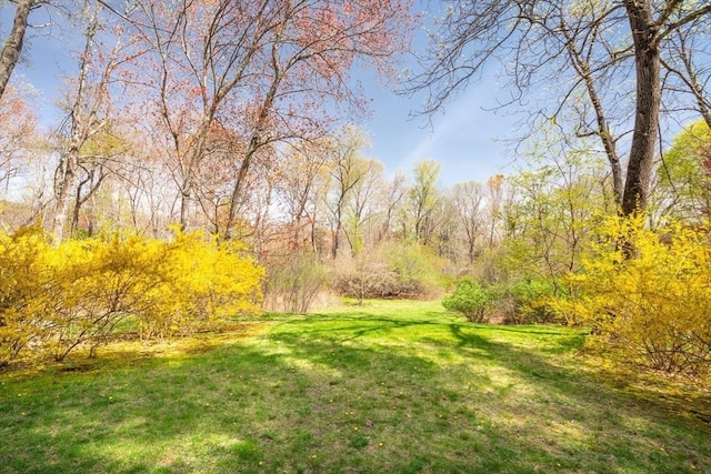 view of yard featuring a wooded view