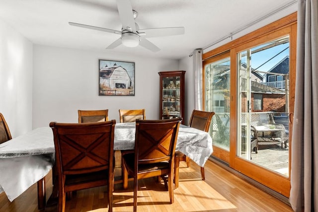 dining space with ceiling fan and light hardwood / wood-style flooring