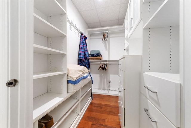 walk in closet with a paneled ceiling and wood finished floors