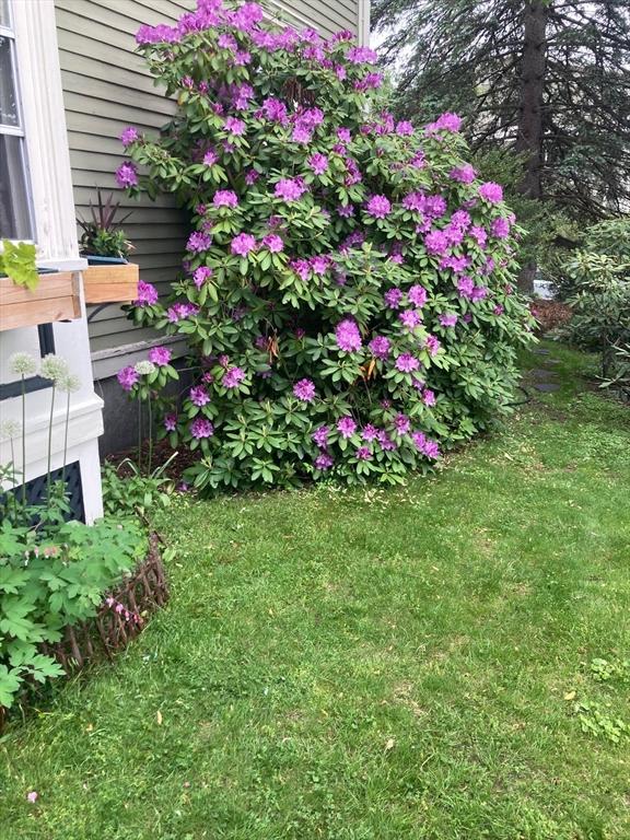 239 Arlington St, Acton, MA 01720 - view of green lawn