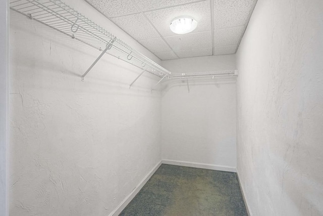 spacious closet with carpet flooring and a paneled ceiling