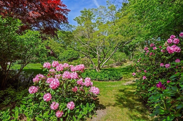 290 Cotuit Bay Dr, Barnstable, MA 02635 - view of yard