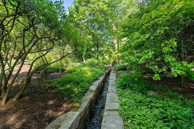 view of local wilderness