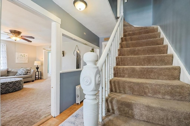 staircase featuring a ceiling fan, carpet, and radiator heating unit