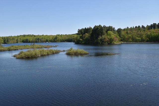 water view featuring a forest