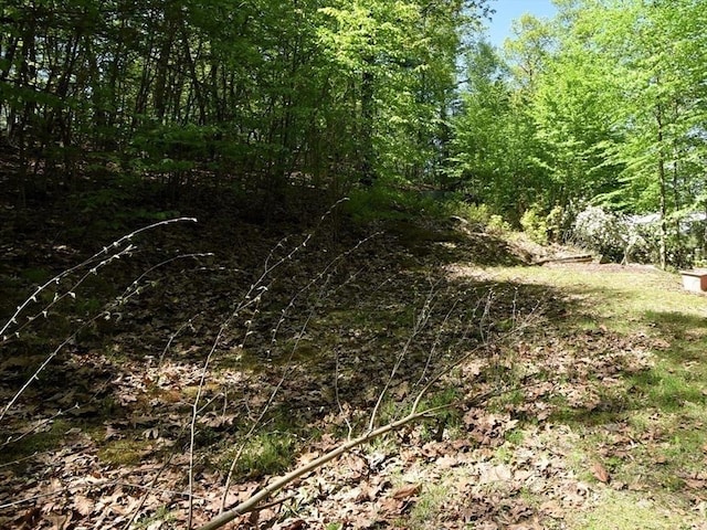 view of woods