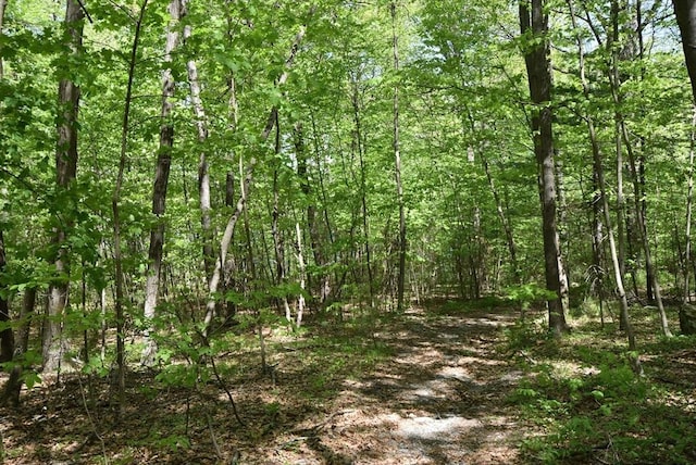 view of woods