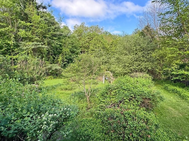 486 Turners Falls Rd, Montague, MA 01351 - view of tree filled area