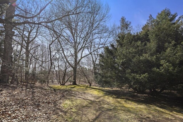 126 Homer St, Newton, MA 02459 - view of tree filled area