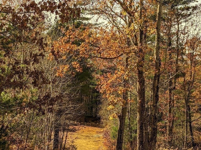 view of local wilderness