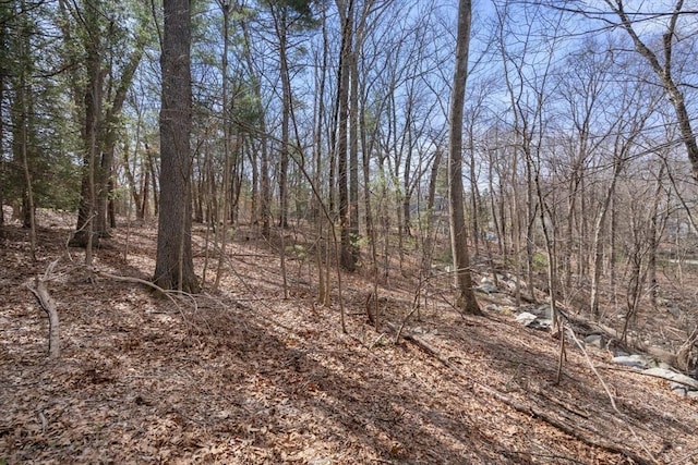 view of local wilderness