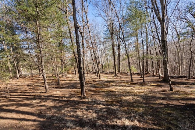 view of yard featuring a wooded view