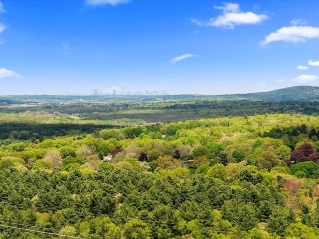 bird's eye view of a forest
