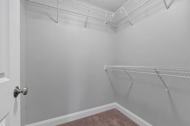 spacious closet with carpet floors