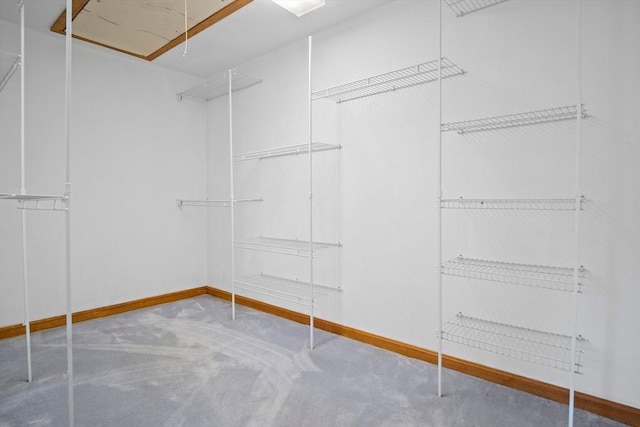 spacious closet featuring attic access and carpet flooring