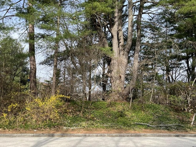 301 May St, Worcester, MA 01602 - view of local wilderness