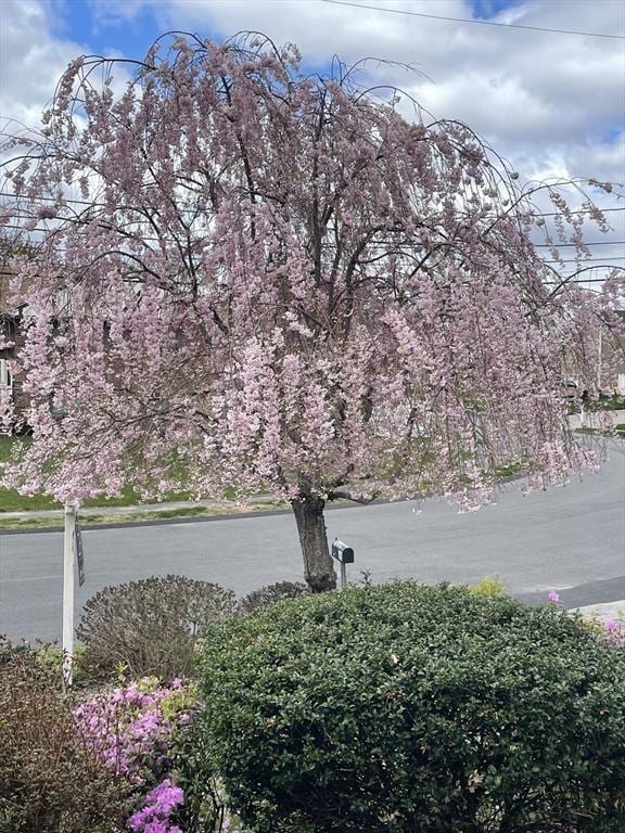 26 Feeney Rd, Norwood, MA 02062 - view of asphalt road