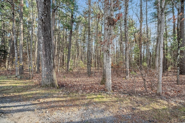 view of local wilderness