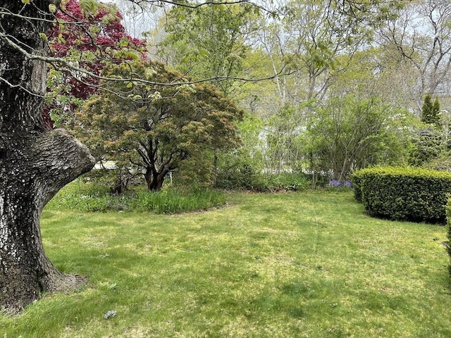 57 Harrington St, Falmouth, MA 02536 - view of green lawn