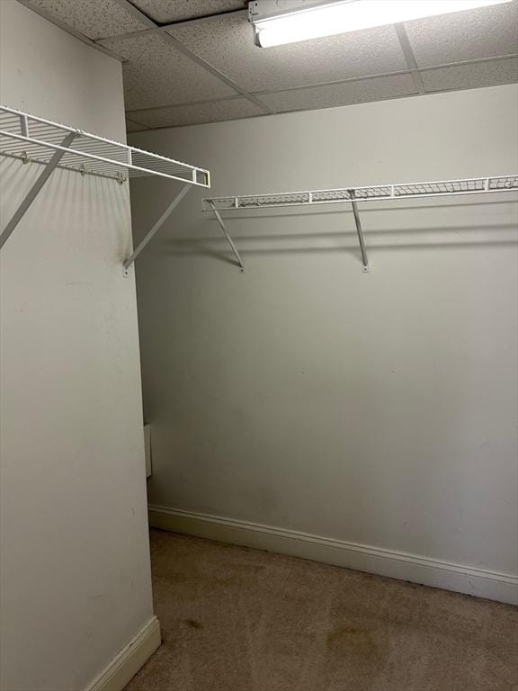 walk in closet featuring a paneled ceiling and carpet