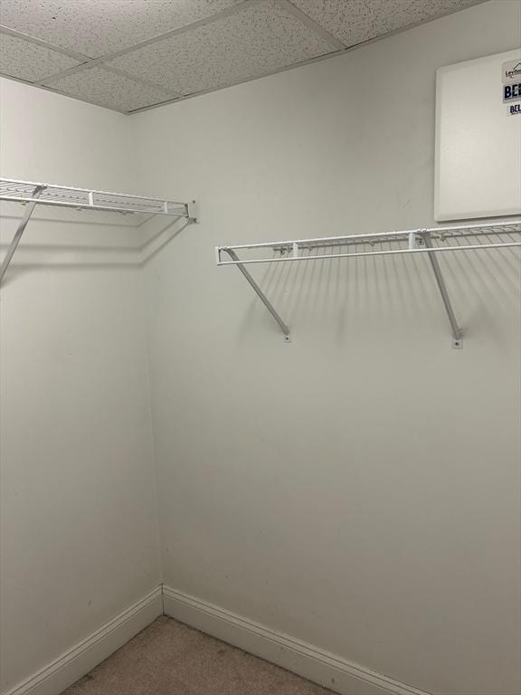 spacious closet with carpet and a drop ceiling