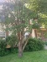 45-47 Middlefield Rd, Chester, MA 01011 - view of grassy yard