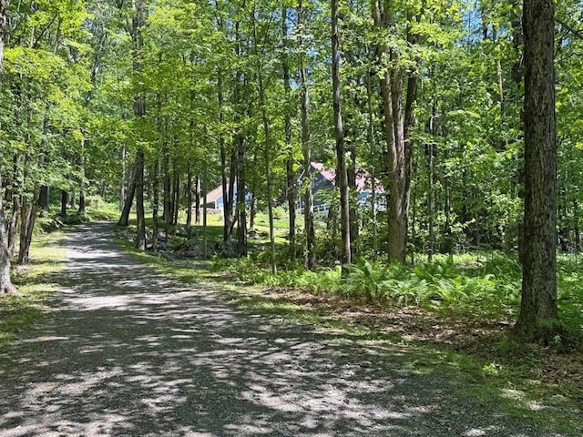 233 Old Wendell Rd, Northfield, MA 01360 - view of dirt / gravel driveway featuring a wooded view