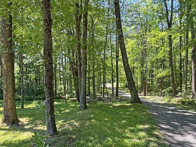 233 Old Wendell Rd, Northfield, MA 01360 - view of home's community featuring a lawn and a forest view