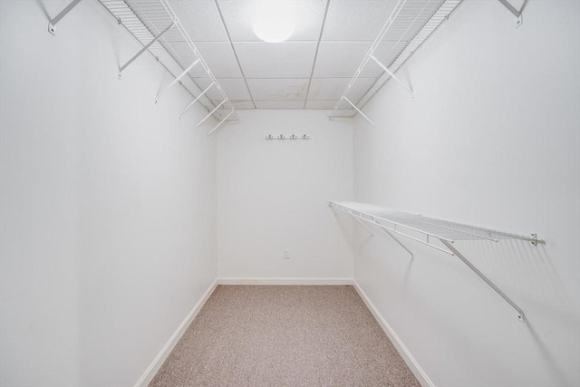 spacious closet with a drop ceiling and carpet