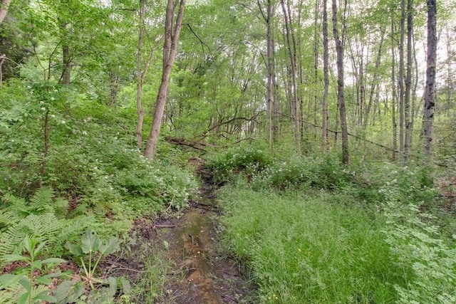 46 Baremeadow St, Methuen, MA 01844 - view of tree filled area