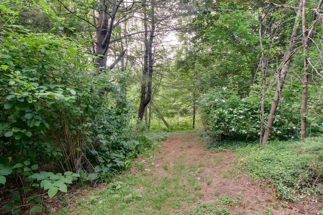 46 Baremeadow St, Methuen, MA 01844 - view of tree filled area