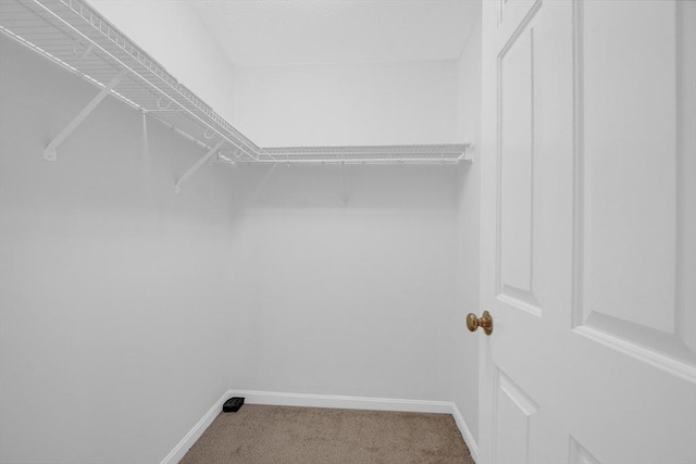 spacious closet featuring carpet floors