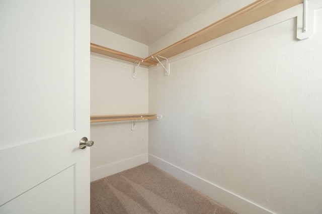 walk in closet with carpet flooring