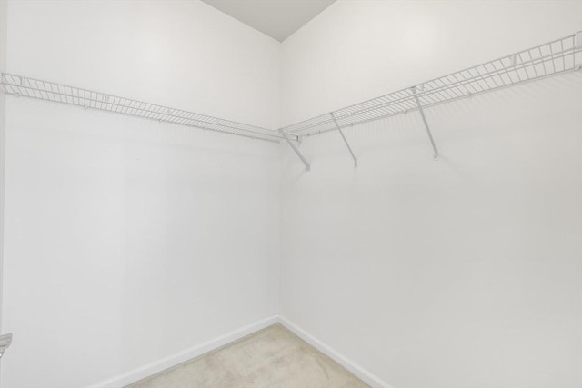 spacious closet featuring carpet flooring