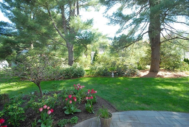 15 Edmonds Rd Unit 15, Concord, MA 01742 - view of green lawn
