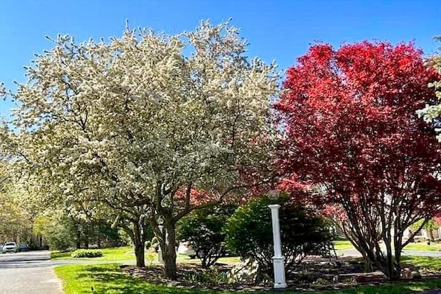 view of community featuring a lawn