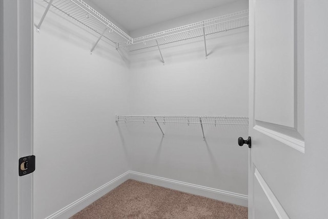 walk in closet with carpet floors