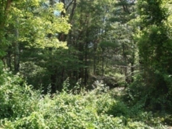 view of local wilderness