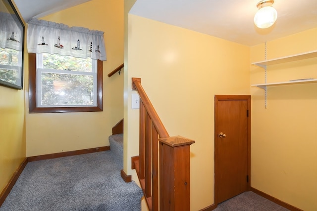 stairway featuring carpet floors