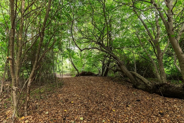 view of local wilderness