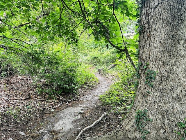 16 Stoneledge Rd, Dartmouth, MA 02748 - view of undeveloped land
