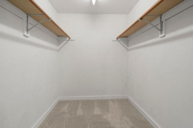 walk in closet with carpet flooring
