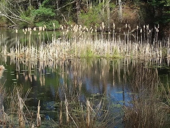 view of nature featuring a water view