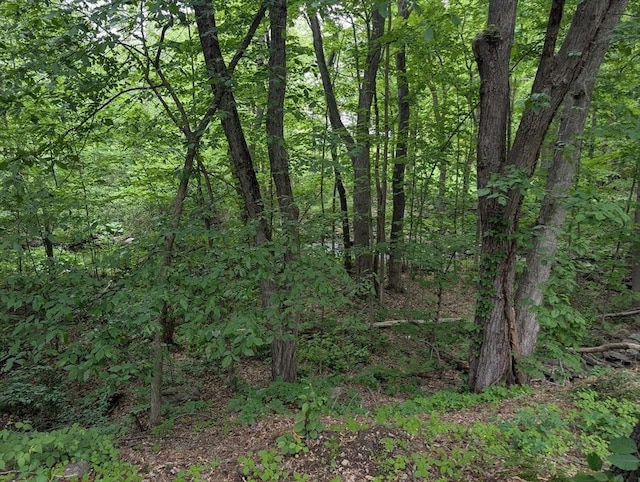 17 Laurel Dr, Millbury, MA 01527 - view of wooded area